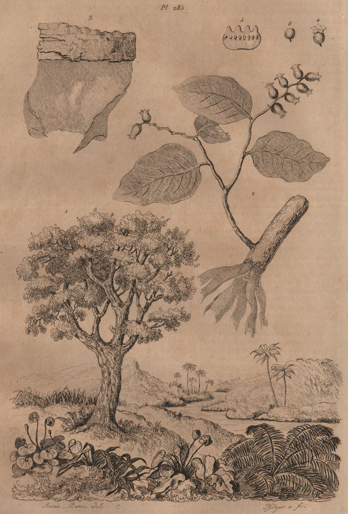 HOHERIA. Lagetto (Lace Bark Tree). Boisdentelle. Ribbonwood tree 1834 print